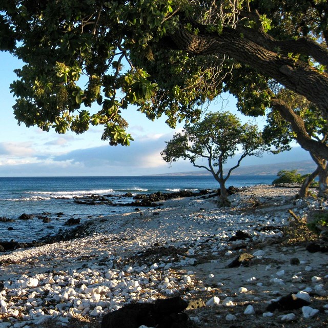 Rocky beach view with green trees on right