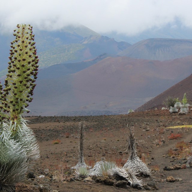 silver plants spike up toward the sky over a volcanic landscape