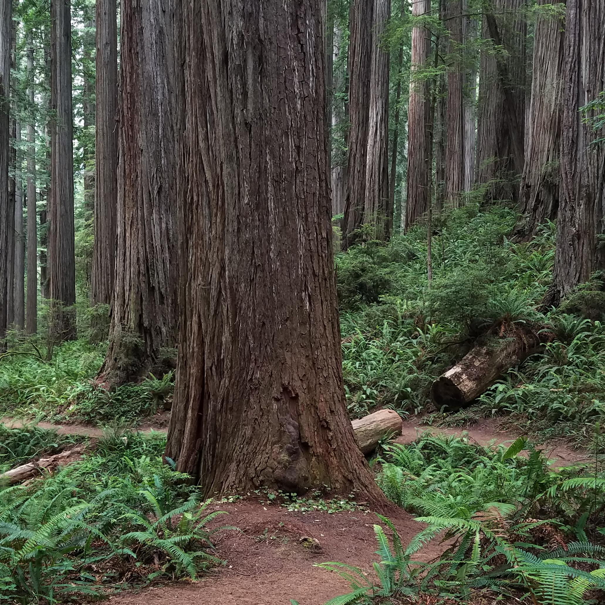Boy Scout Tree Trail