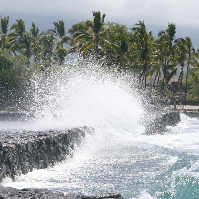 waves crash over a grey wall with palm trees in the background
