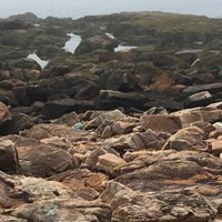 Rocky coast with seaweed covering rocks near the ocean