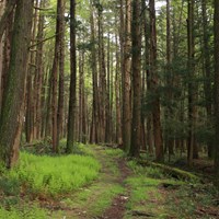 dirt/grass trail surrounding by towering hemlock trees