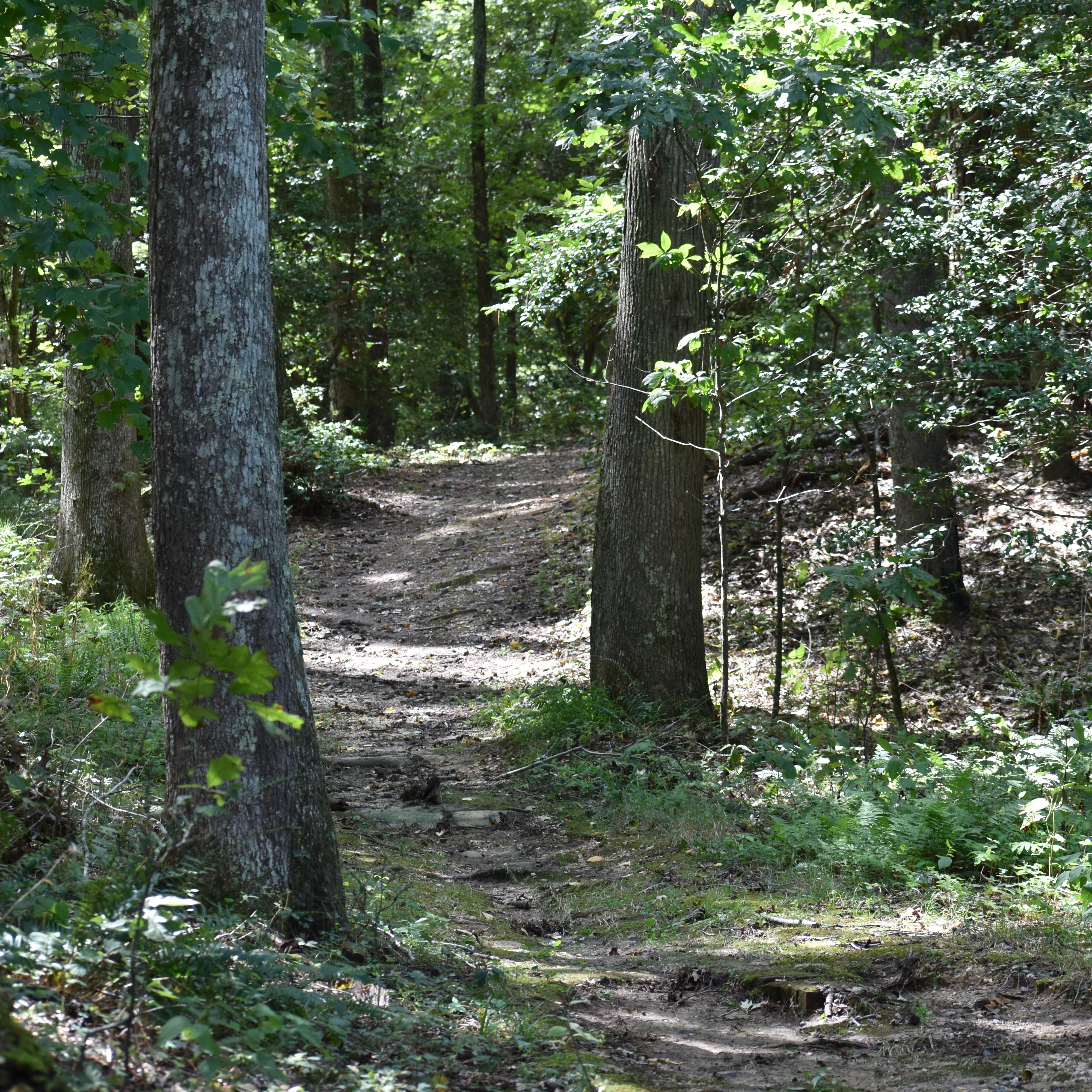 Dirt nature trail surrounded by vegetation