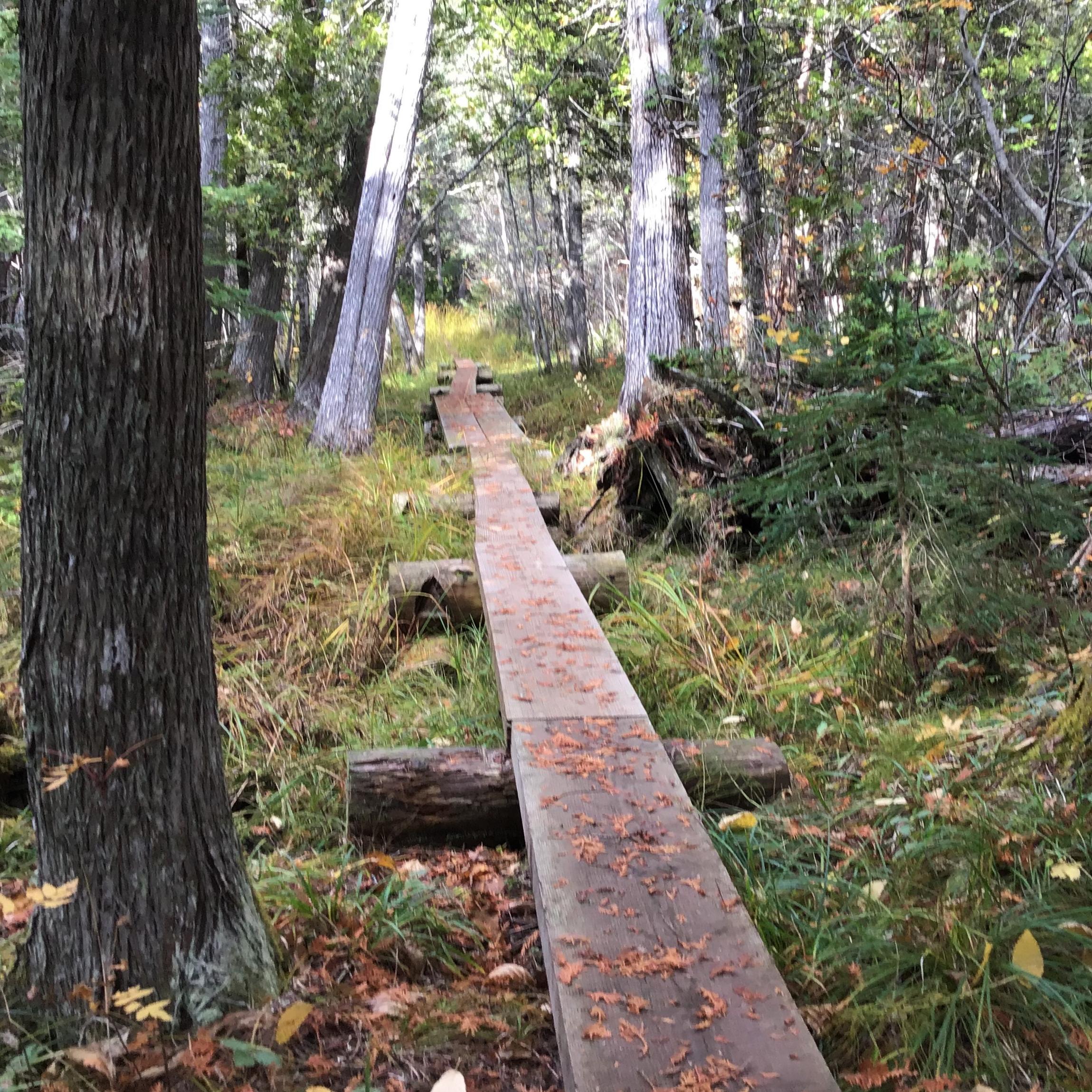 A wooden boardwalk a part of the trail goes through a forest with small plants on the ground. 