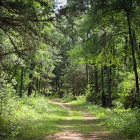 A wide curving path lined with grass leads into a dense green forest on a sunny spring day.