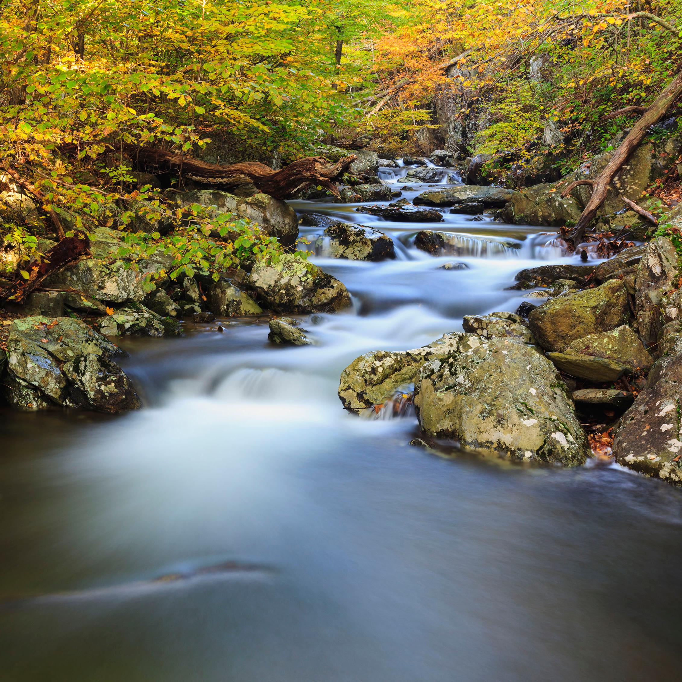 A cascading stream in the forest.