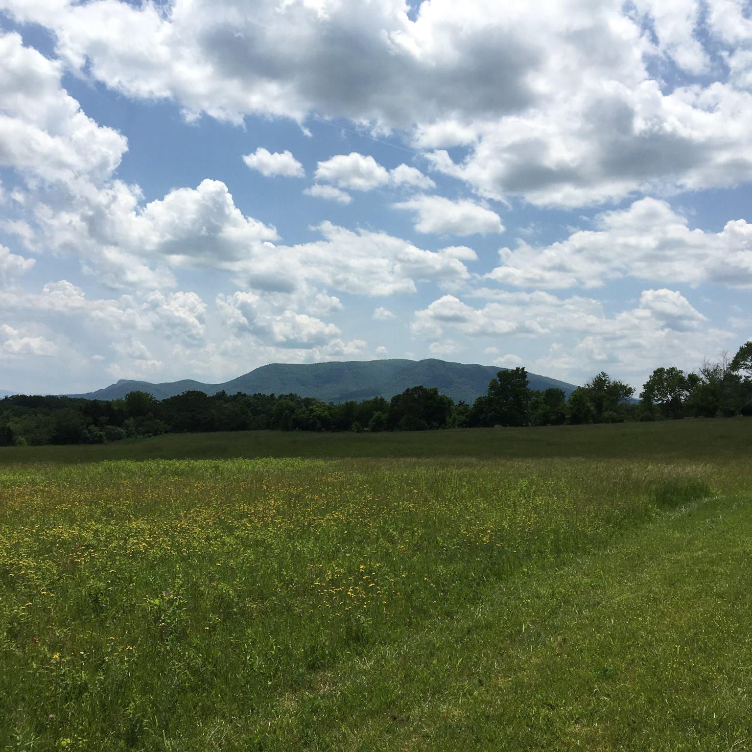 A mountain looms behind a grass field with mowed trails and a belt of trees.