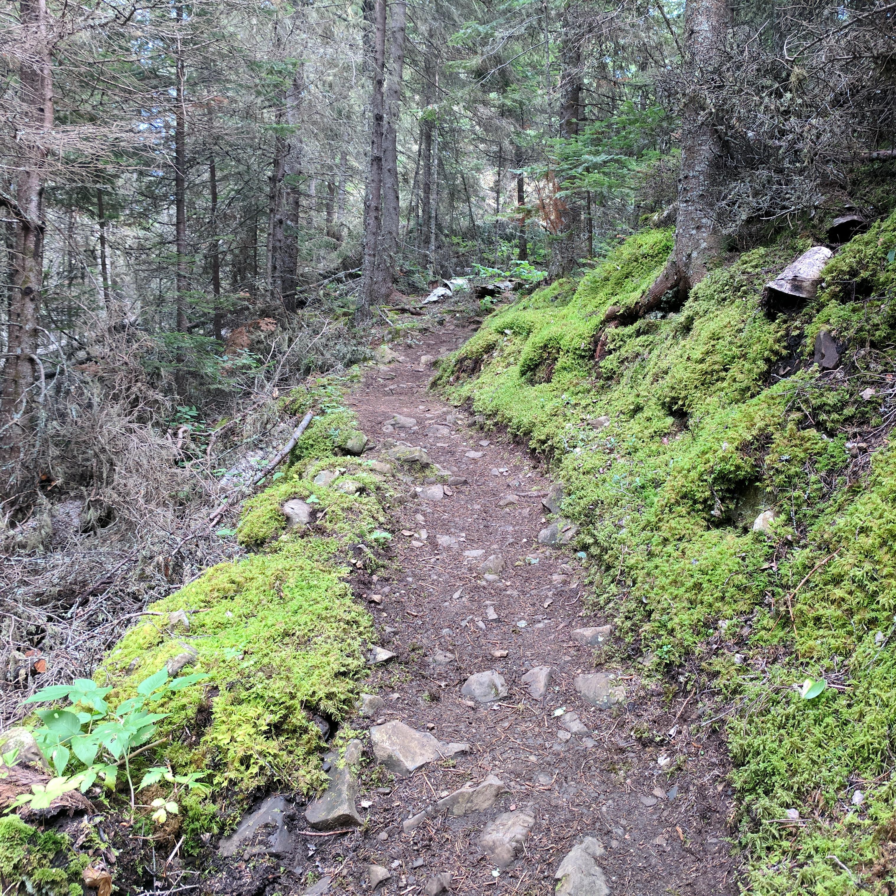A trail winds through moss and a forest. 