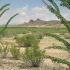 With a week to spend, you will have time to explore the more remote locations in Big Bend.