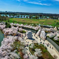 Aerial view of Martin Luther King, Jr. memorial during cherry blossom season.