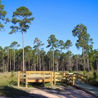 A wooden platform set in a clearing in a pine forest.