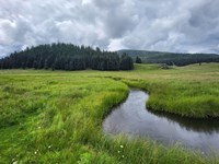 A meandering creek in a lush montane grassland.