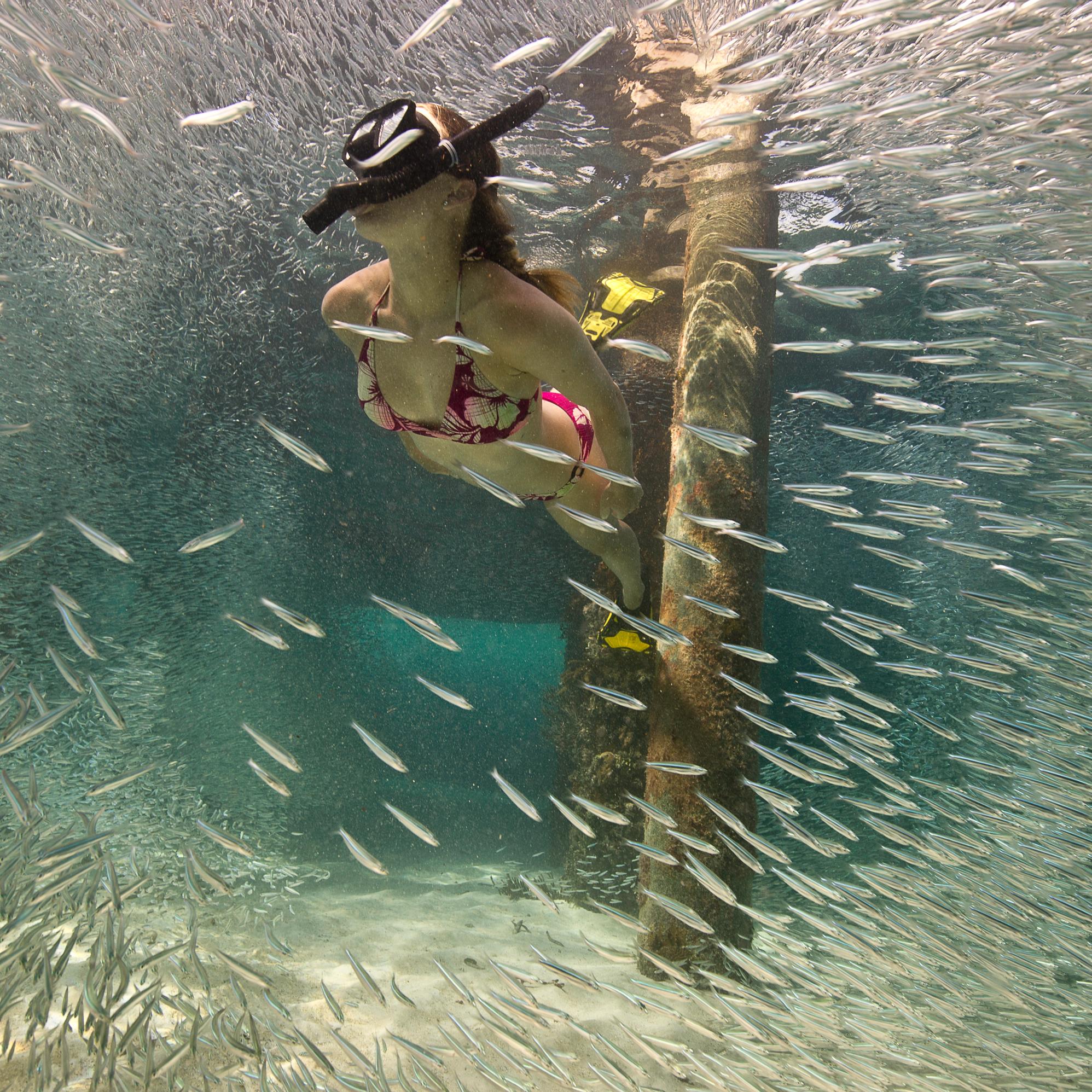 A female snorkeler free dives the historic North Coaling Dock ruins through a halo of small fish.