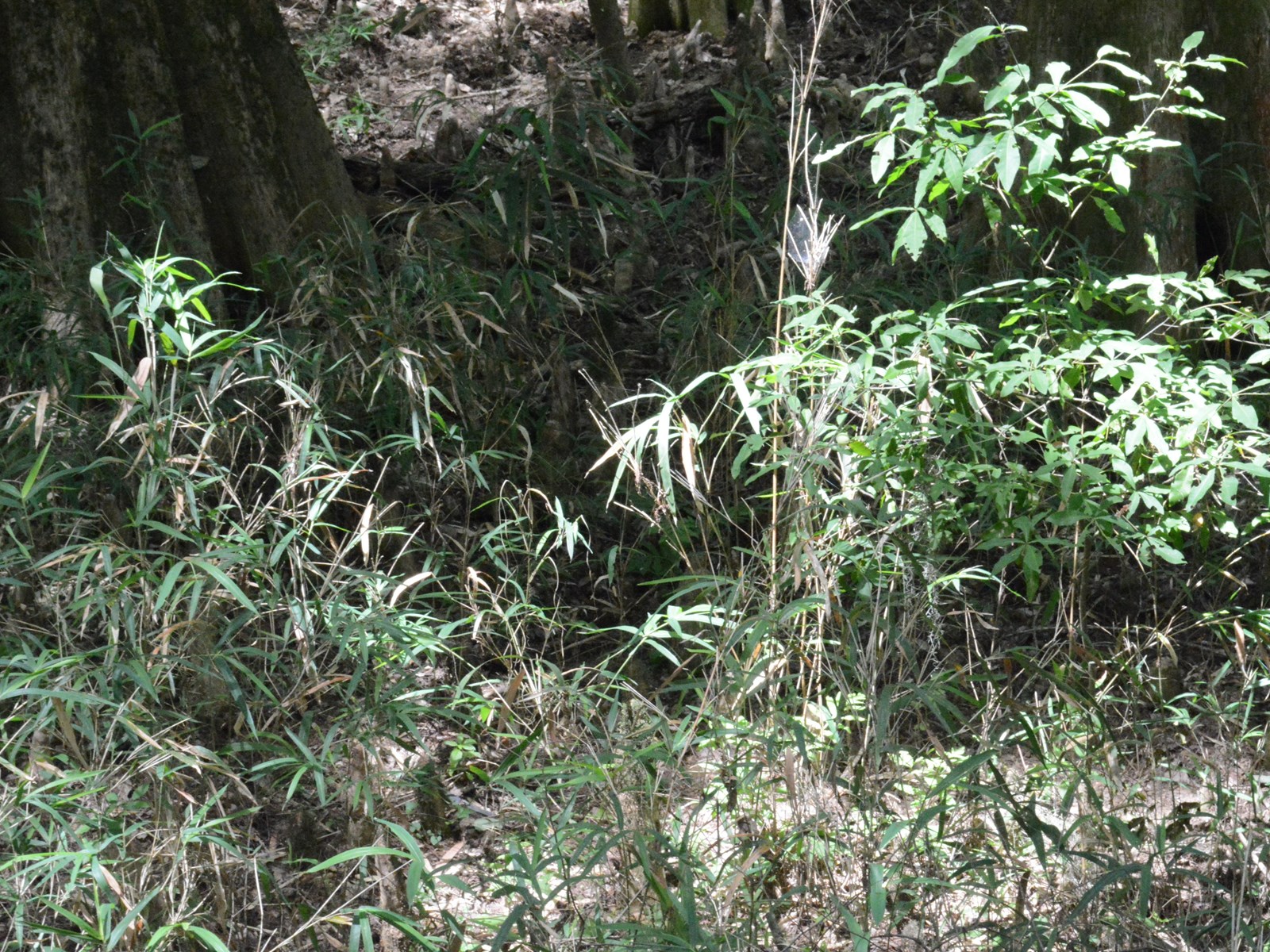 An area of forest densely covered with tall, thin grass called switch cane