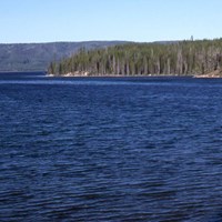 Blue water of Shoshone Lake surrounded by tall conifer trees.