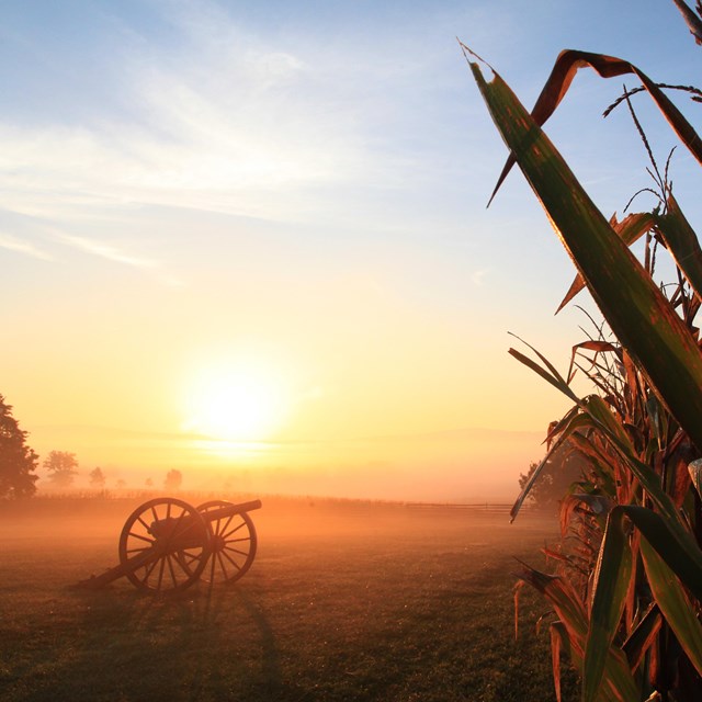 Canon at edge of cornfield during foggy sunrise