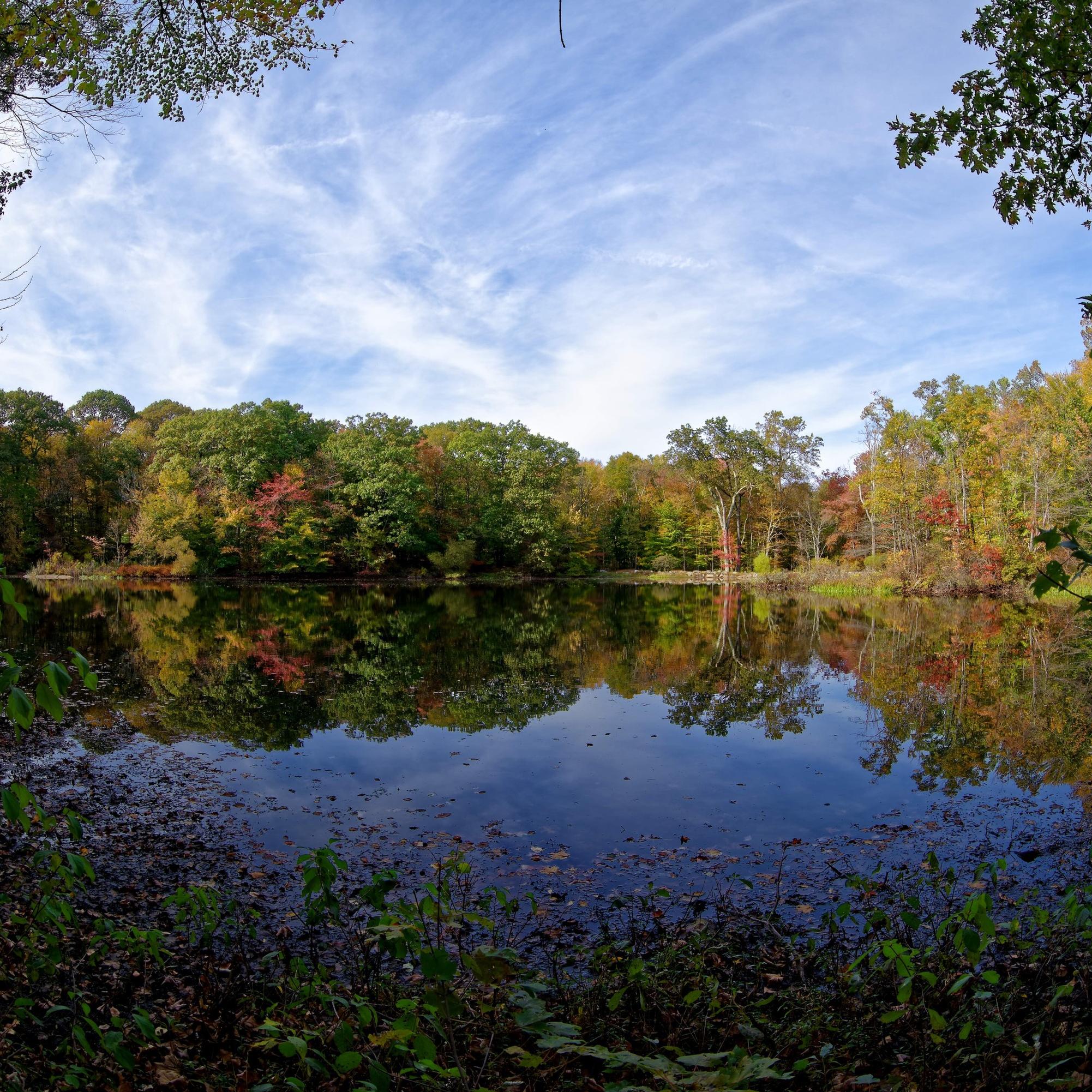 An image of a pond with trees with fall leaves around it.