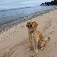 a golden retriever sits on a sandy beach with a lake and dune in the background