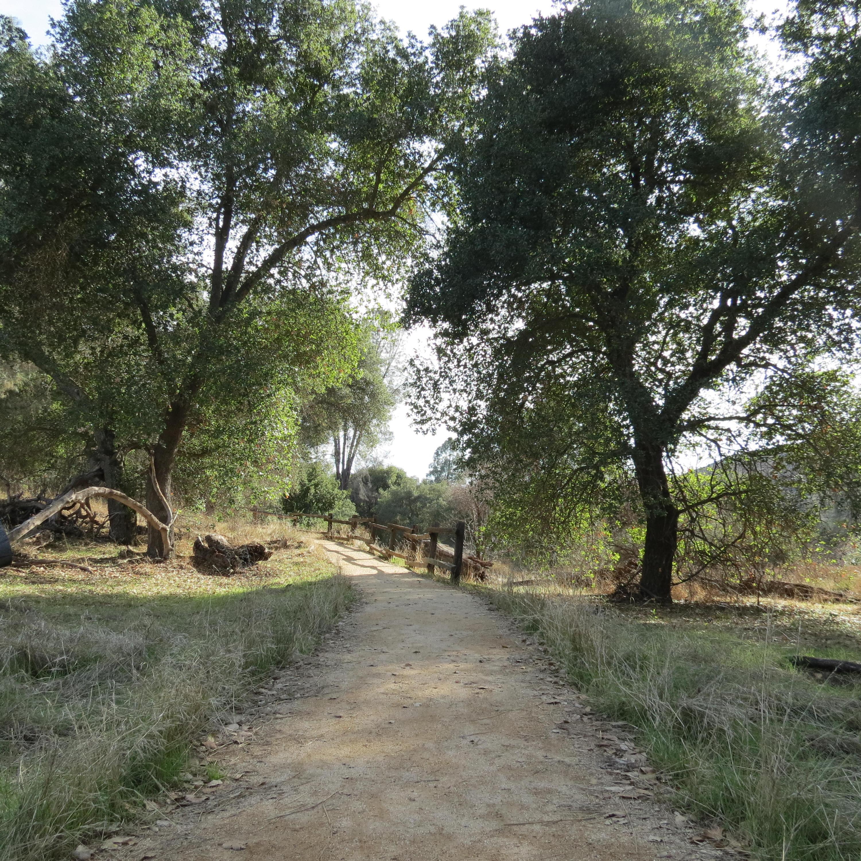 View of a wide hard packed dirt trail in an open area shaded by oak trees