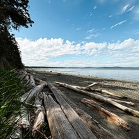 A rocky beach with driftwood on a sunny day