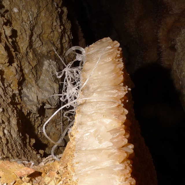 A delicate cave formation called a gypsum flower