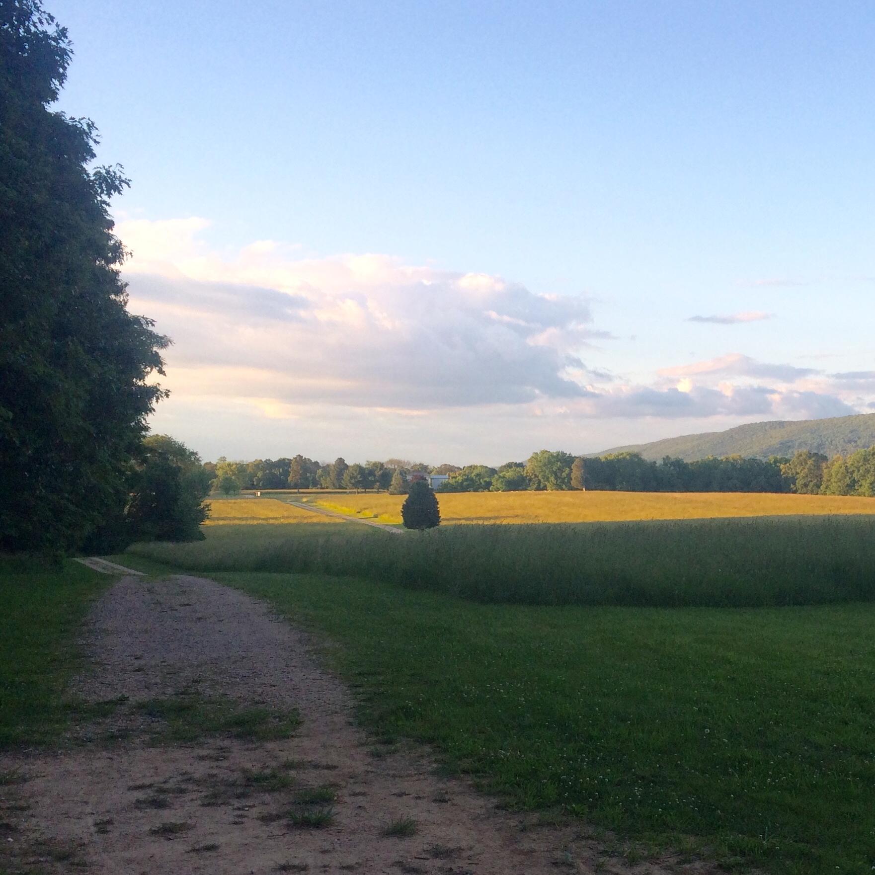 Scene of a farm field with trees and a lane to the left. 