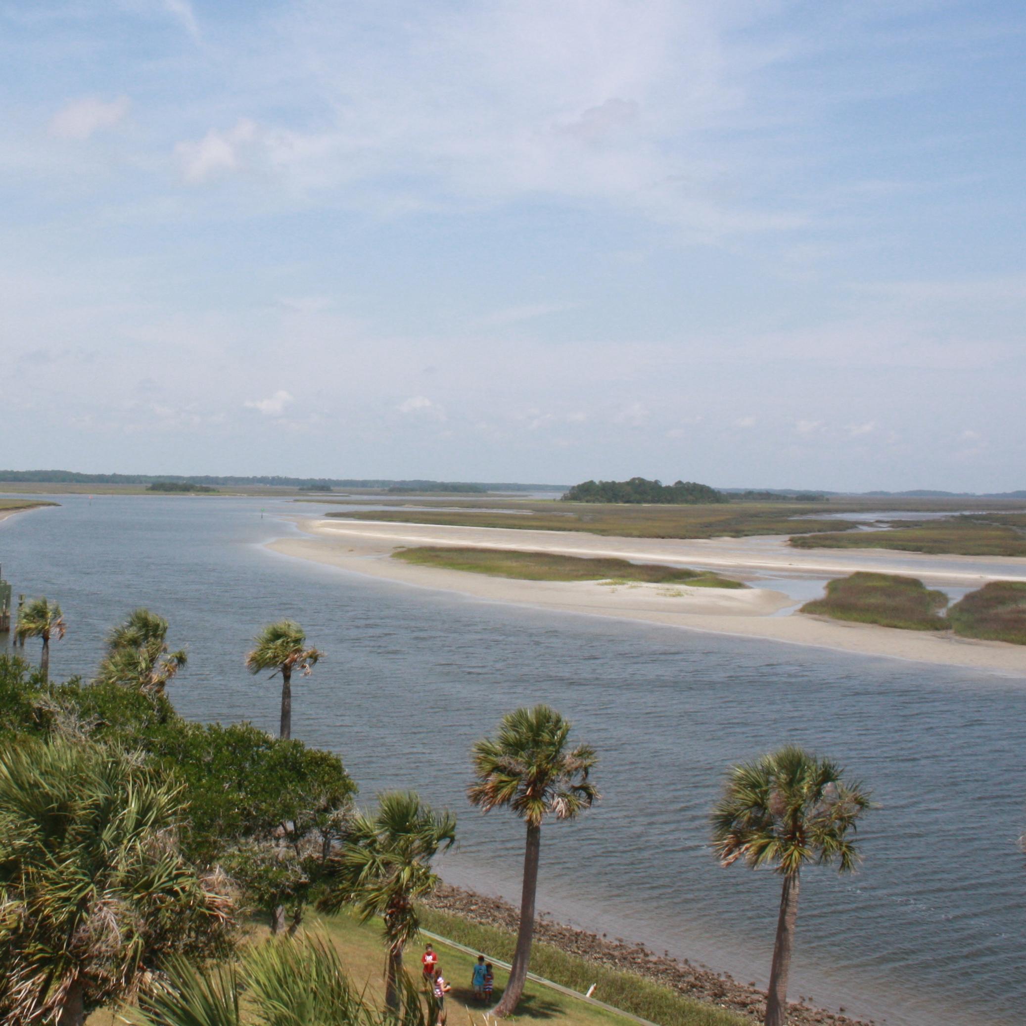 palm trees river and marsh