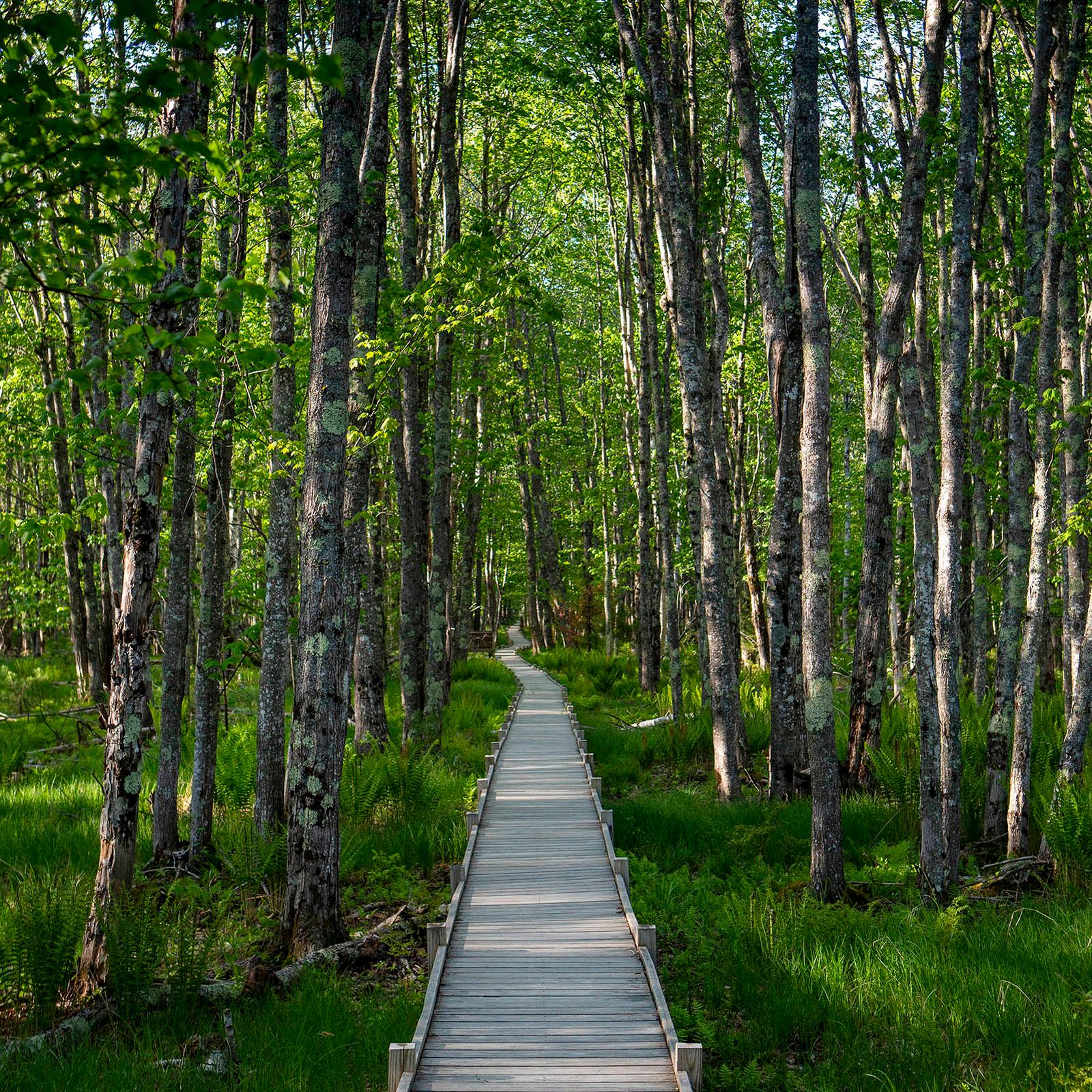 Birch trees and marsh grasses surround a wooden boardwalk with dappled sunlight.