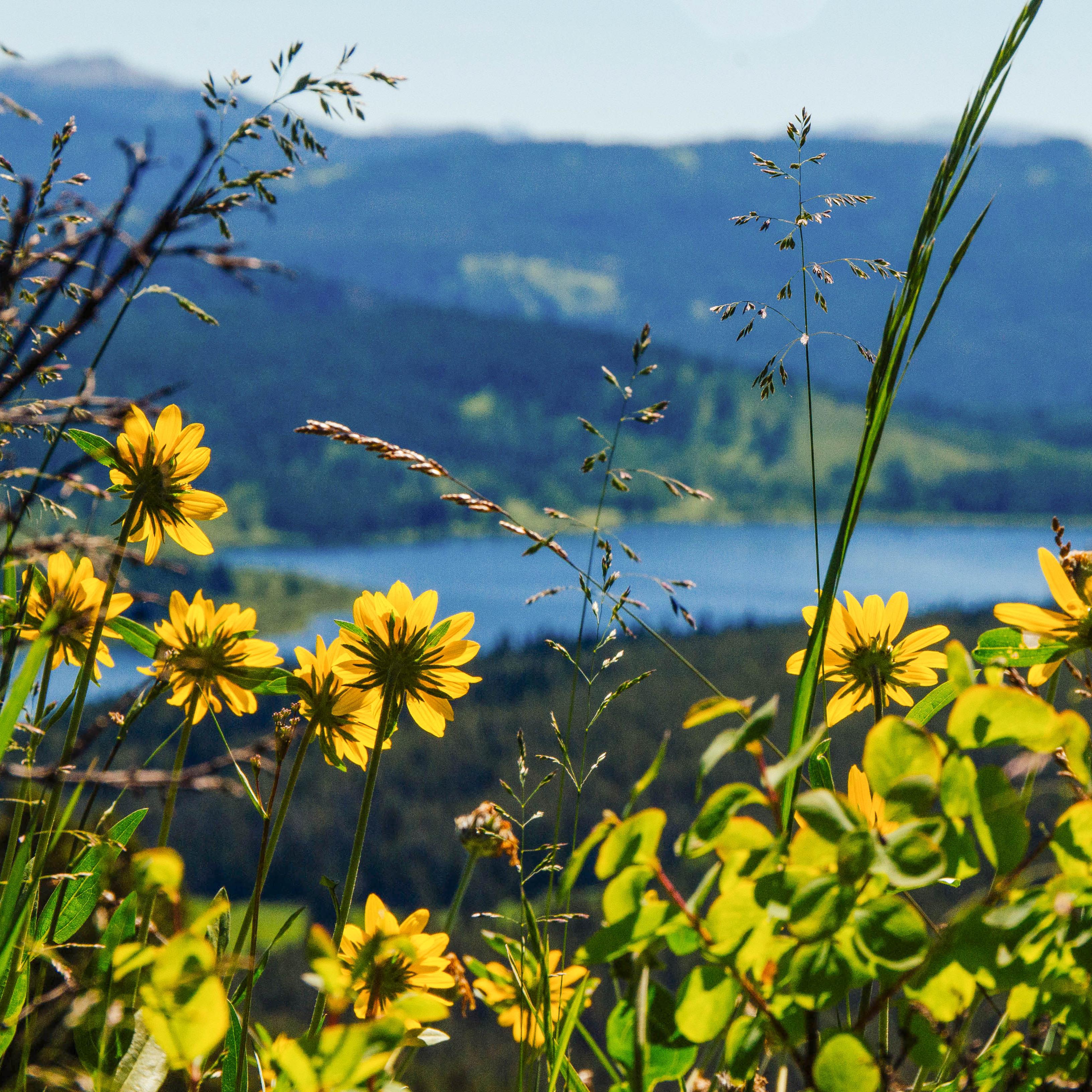 Wildflowers with a lake in the background.
