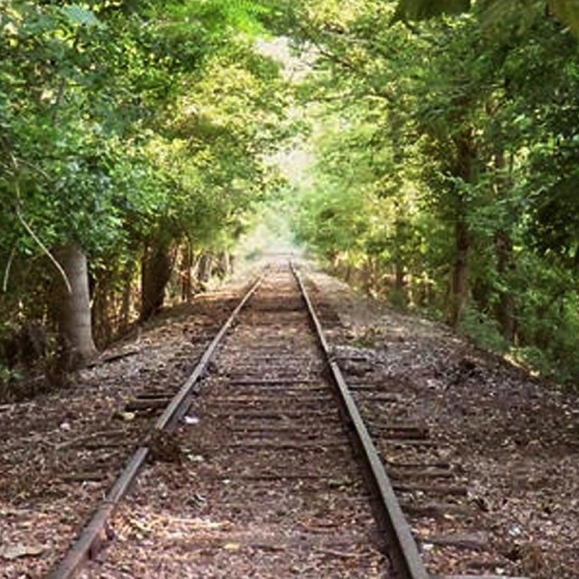 Railroad in the woods 