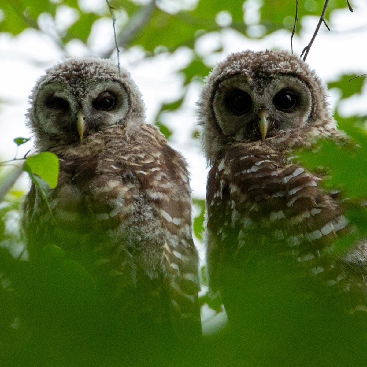 Two juvenile barred owls rest on a tree branch