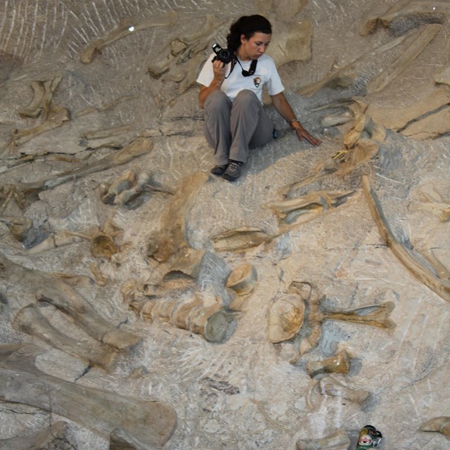 A woman photographs dinosaur bones