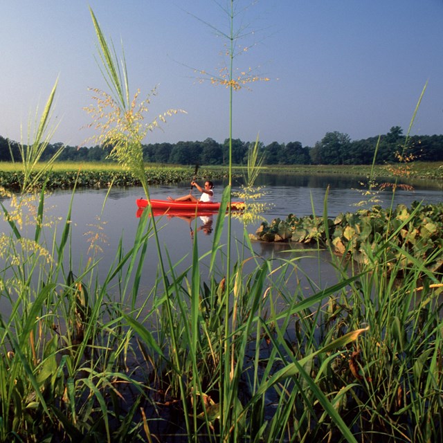 A still body of water with green grass surrounding. A man in a red kayak paddles through. 