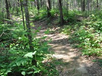 A slightly sunken trail leads through the woods