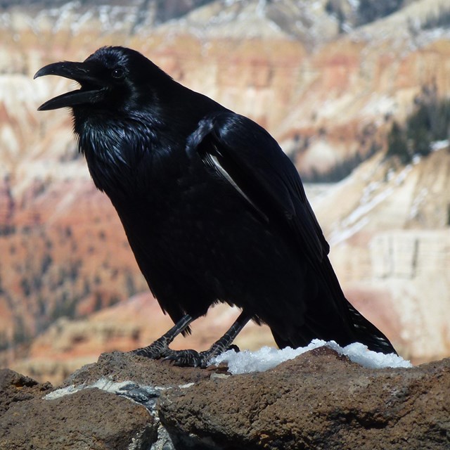 Crow standing on snowy rock and calling 