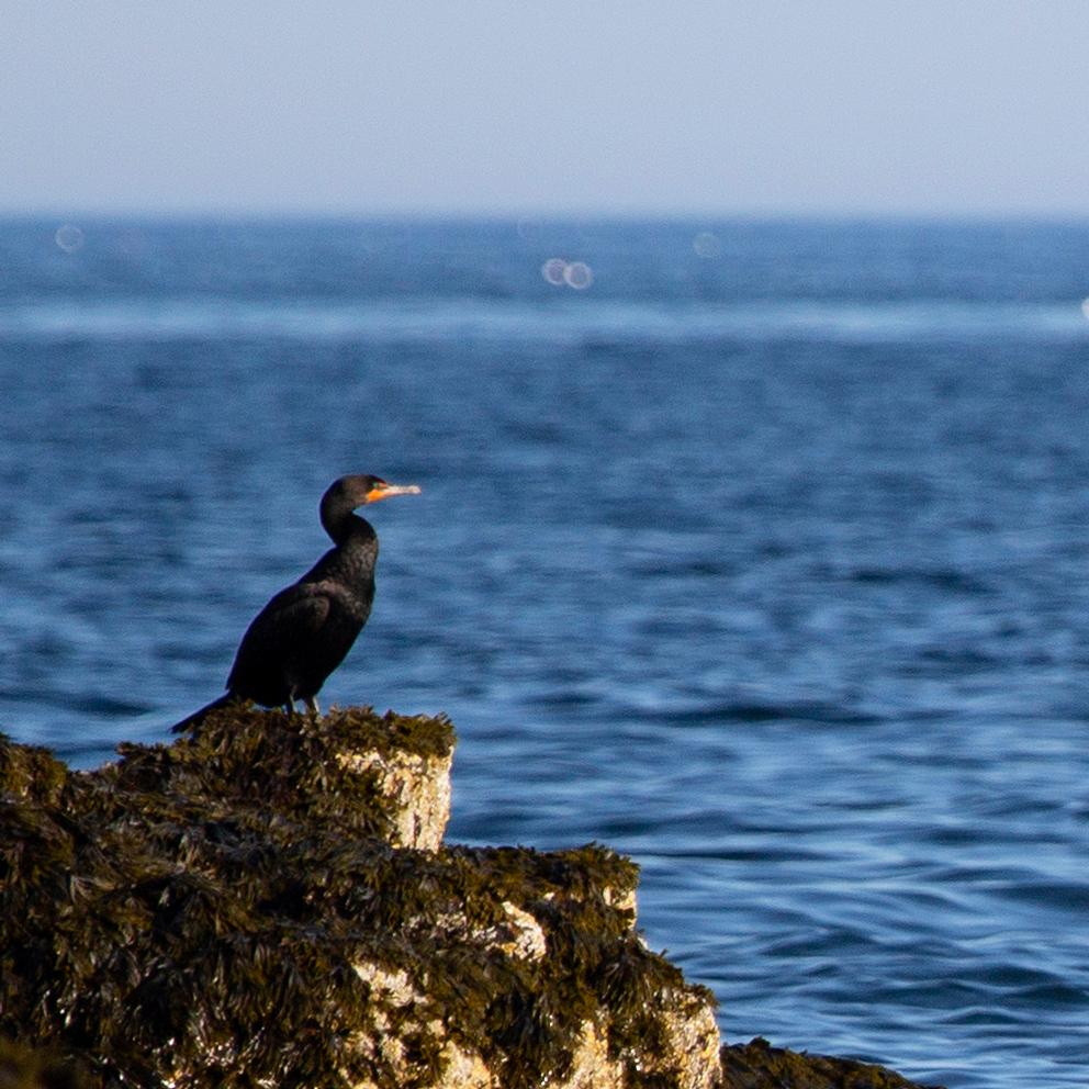 a large black bird with orange throat standing on the rocky coastline
