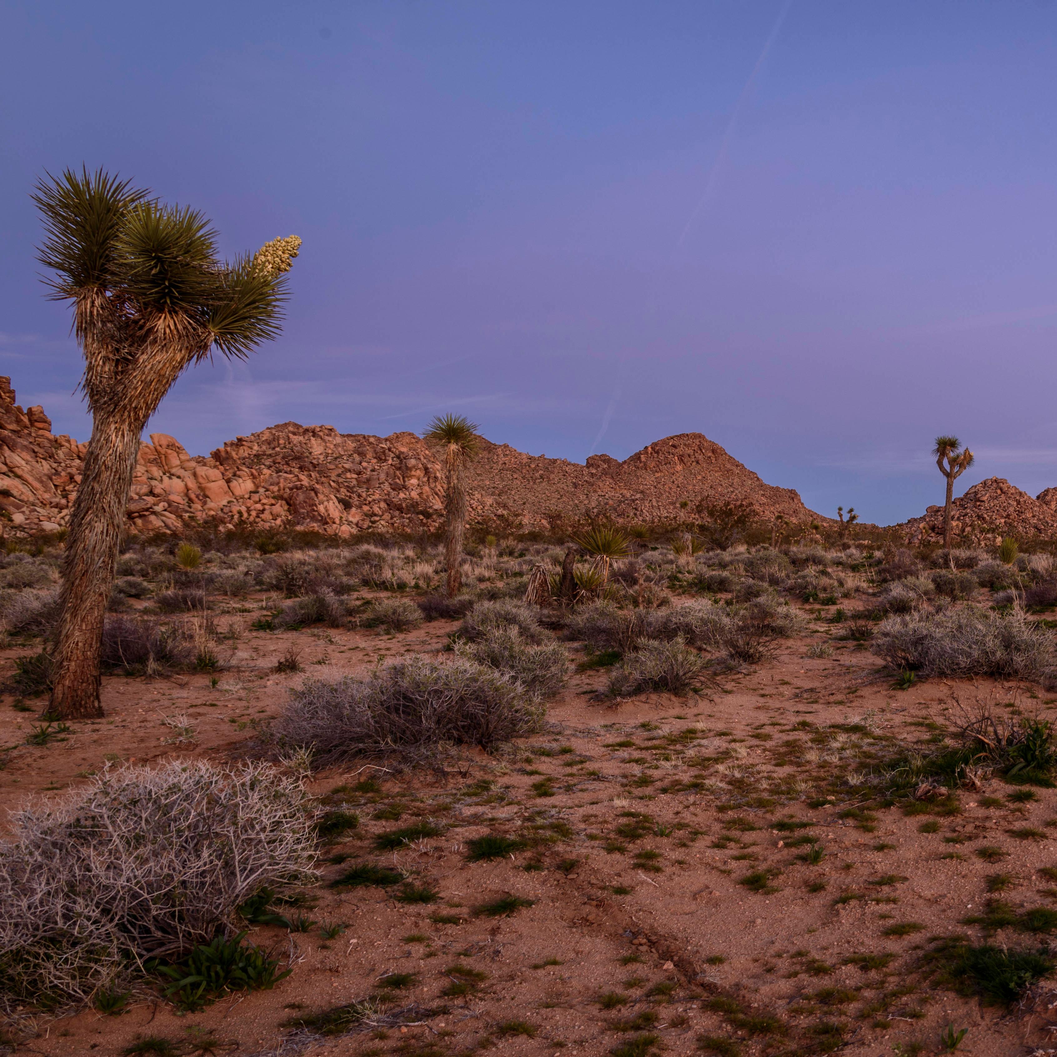 Desert landscape with Joshua trees at dusk