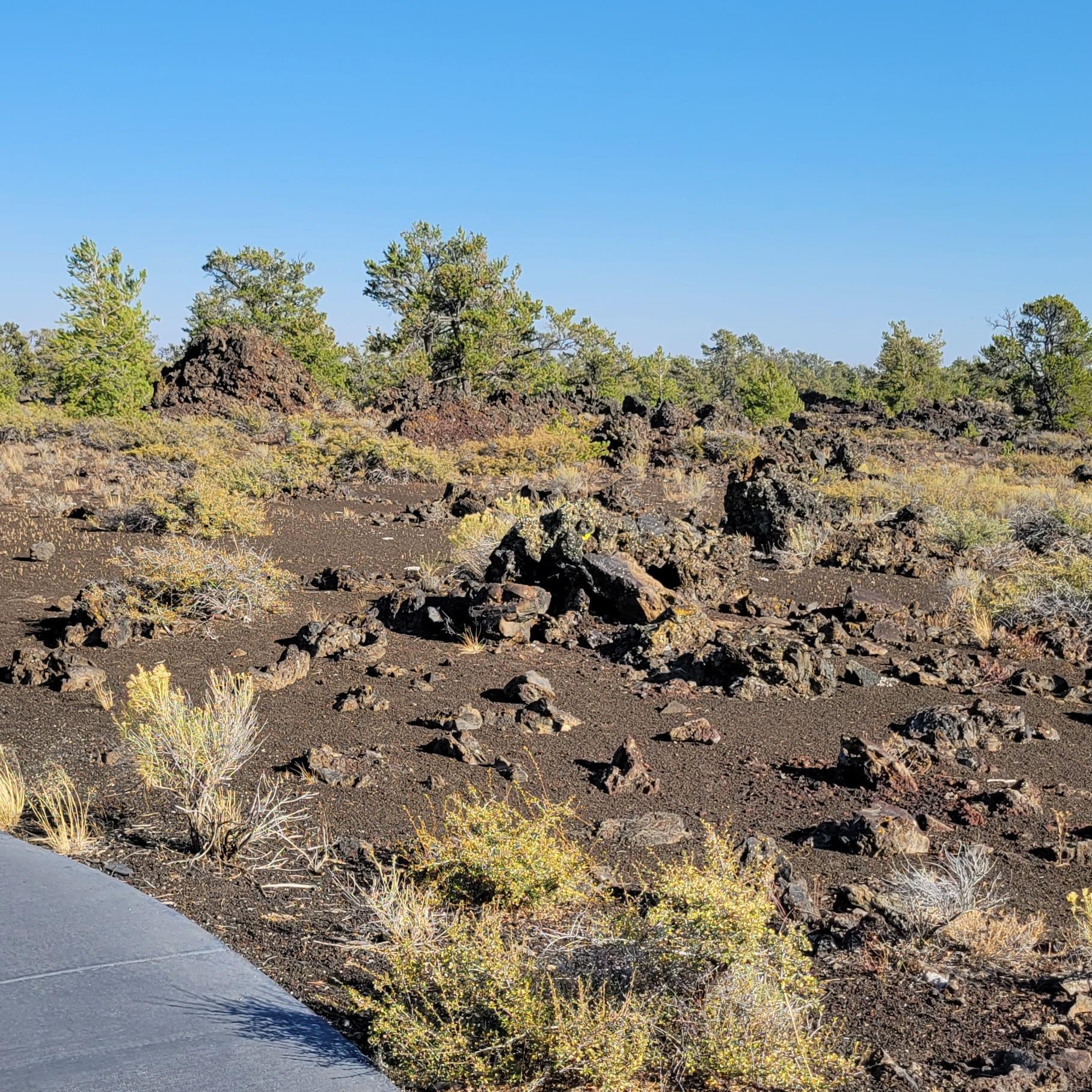 a paved trail in an open pine woodland covered with dark rocks and patches of tall grass