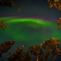 green auroral light in a dark sky, framed by trees