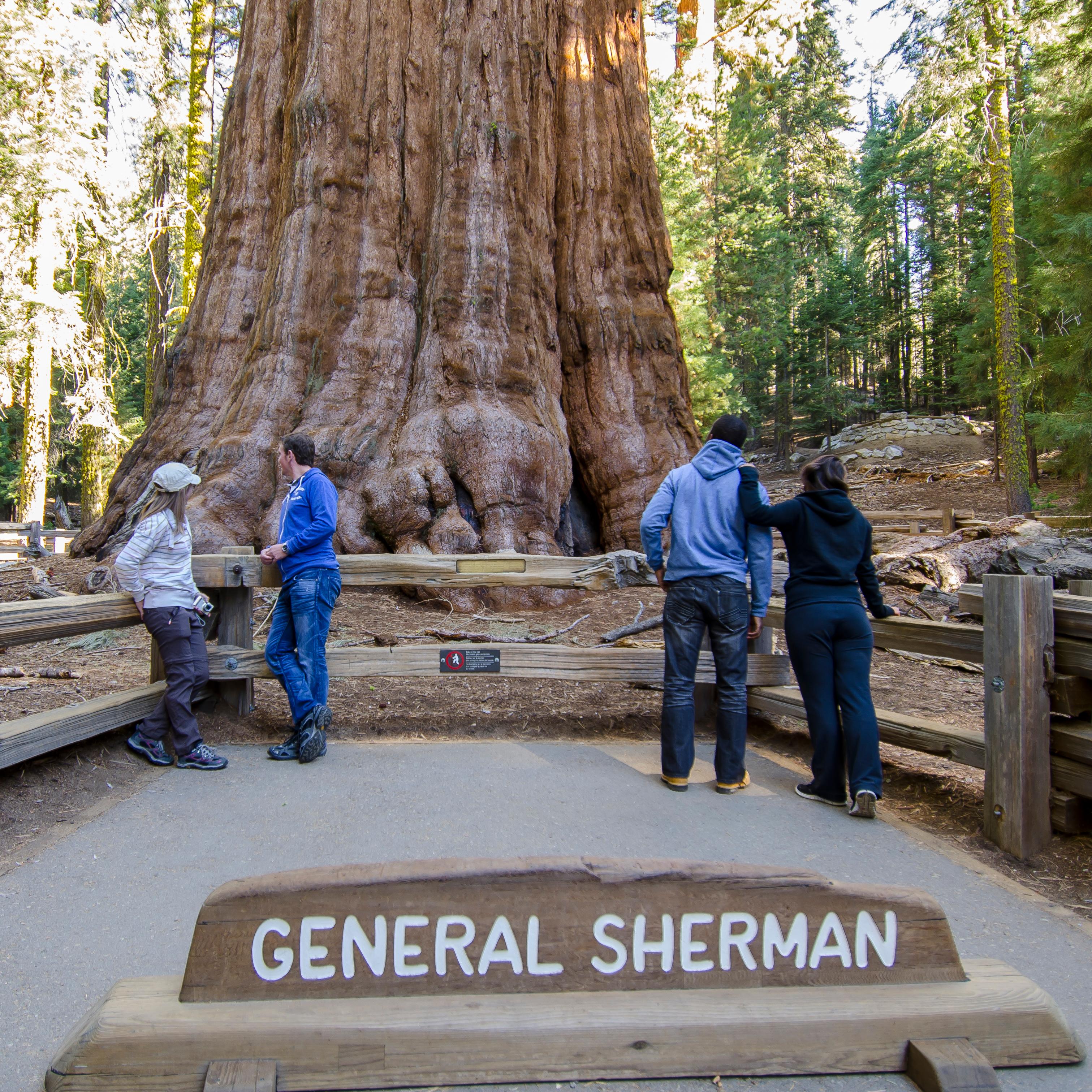 Visitors stand in front of a massive sequoia tree.
