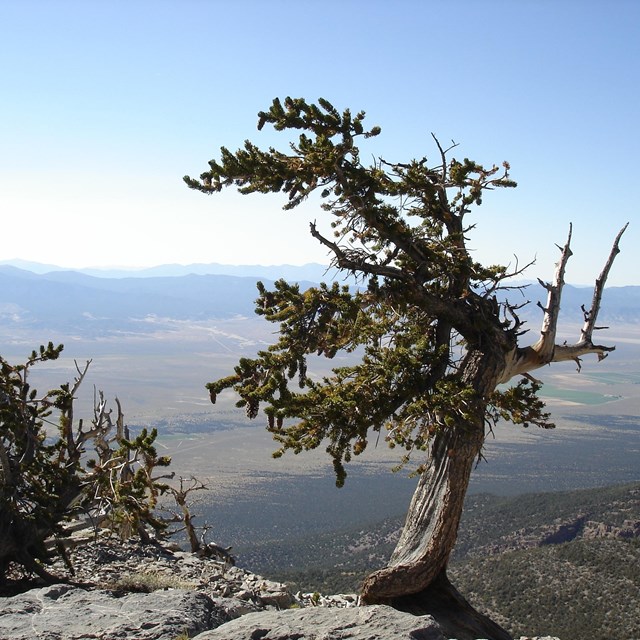 Bristlecone Pine on Mt. Washington in the backcountry of Great Basin National Park.