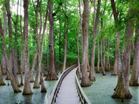 Boardwalk over swamp going away from the visitor. Cypress trees growing out of the water.