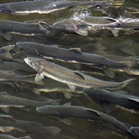 Many large, speckled fish schooling in shallow water