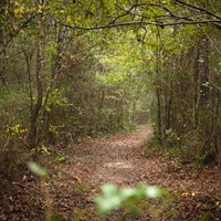 A trail leads through a forest of dense green shrubs and trees.