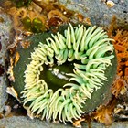 Sea anemones of several sizes and colors clustered on a rock