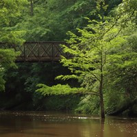 An iron bridge spans a calm murky creek with dense forest along its banks.