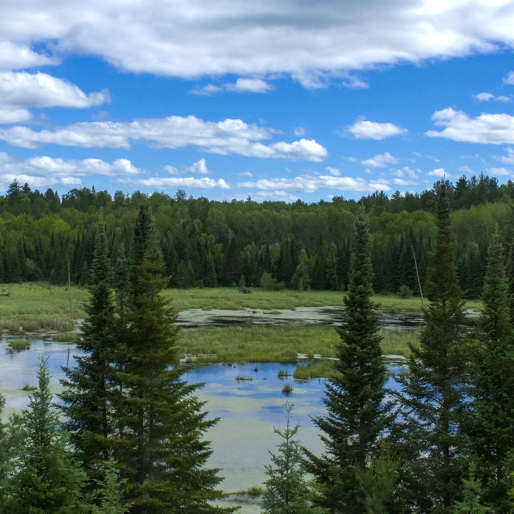 Beaver pond surrounded by trees, reflecting a blue and cloudy sky.