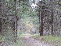 Trail leads through the forest away from the viewer. Pine trees border both side of the trail.