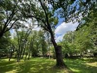 Large tree surrounded by other trees in a wooded area on the park grounds of Ulysses S. Grant NHS.