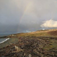 a rainbow stands out against a grey sky with clouds over a shrub covered beach